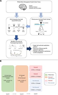 Cell-Type Specific Changes in DNA Methylation of SNCA Intron 1 in Synucleinopathy Brains